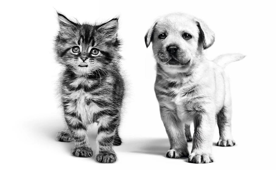 Royal Canin