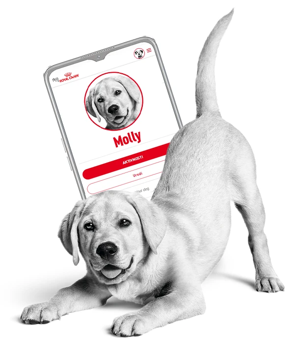 Royal Canin