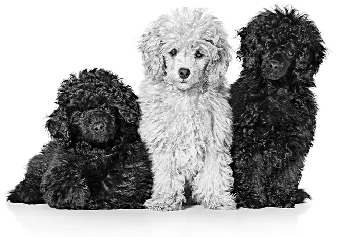 Royal Canin