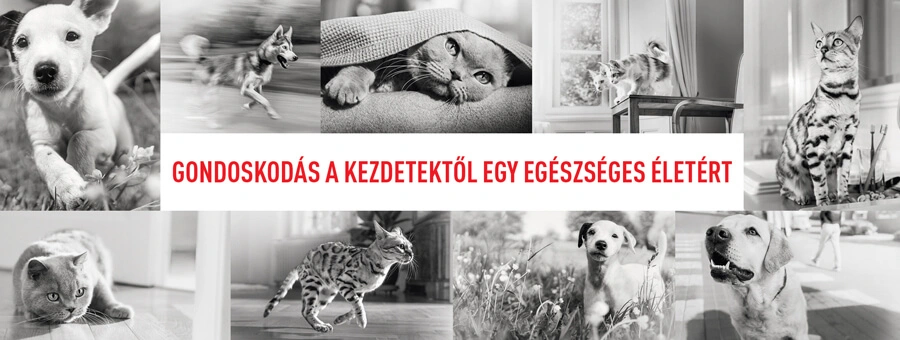 Royal Canin